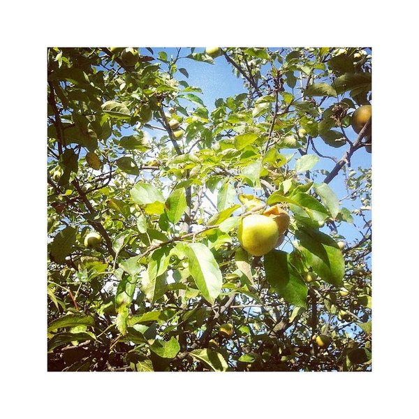 [2300002000007] Manzana Golden